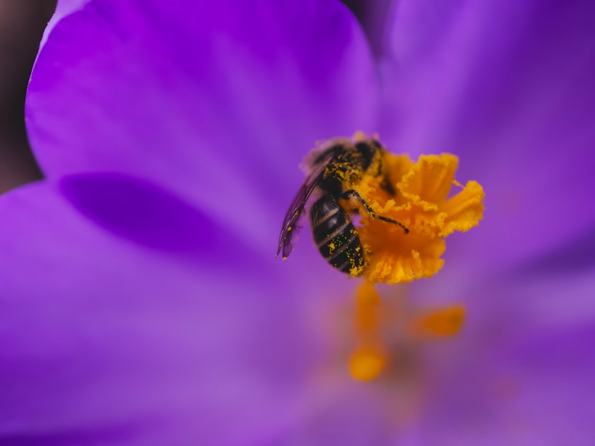 Creating a Pollinator Garden